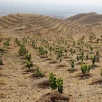 کاشت ۴۰ هزار نهال با یاد و نام شهدا