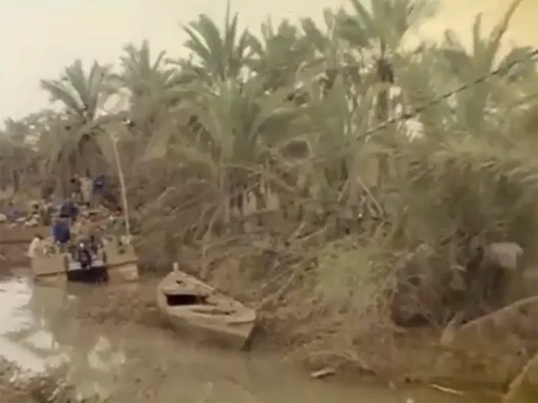 در نخلستان ها
